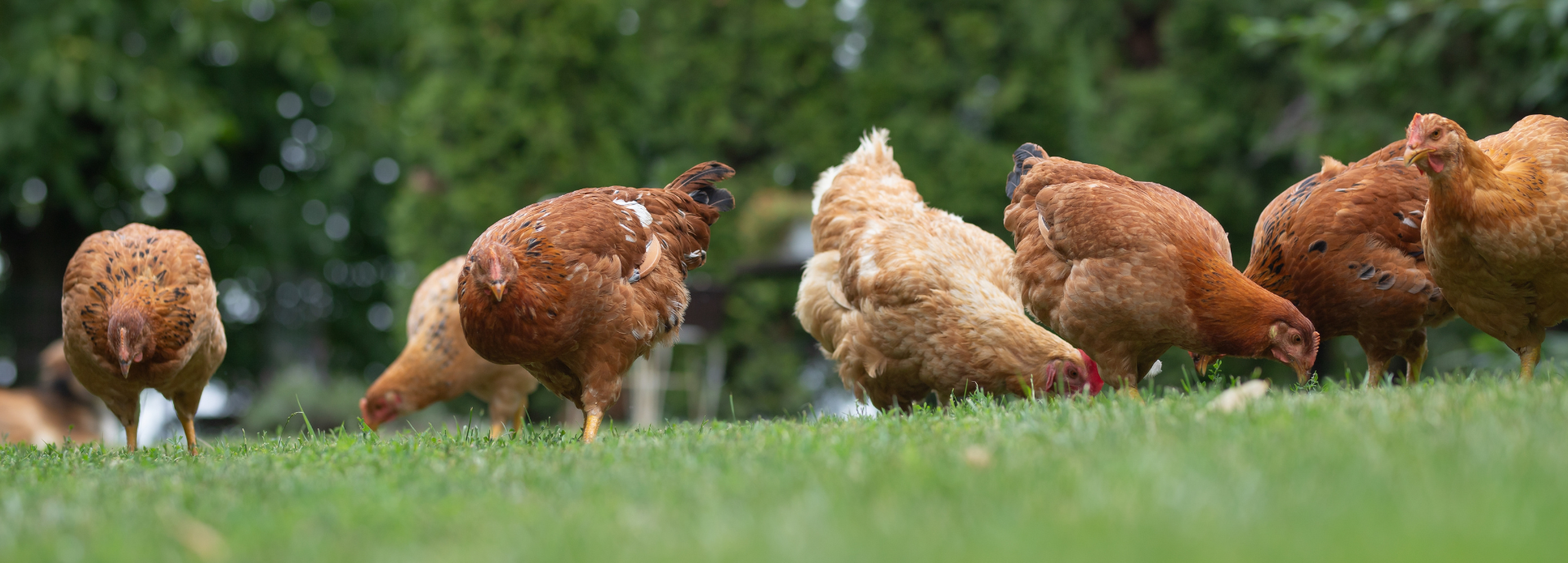 free range chickens eating grass