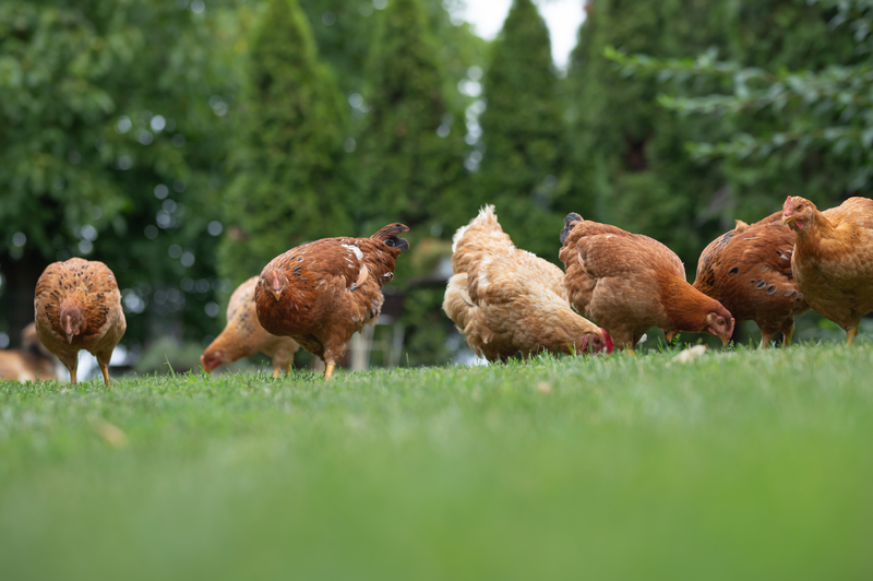 free range chickens eating grass